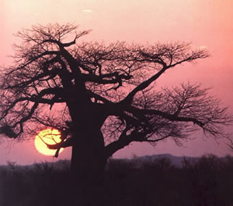A tree in Africa